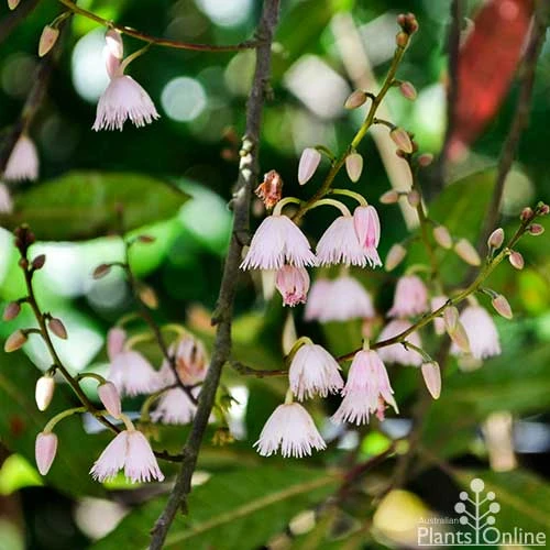Elaeocarpus Prima Donna - Blueberry Ash 1 Elaeocarpus Prima Donna - Blueberry Ash