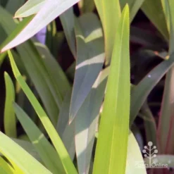 Dianella Cherry Red -Plant Collection Sales Shop em fountain v cherry red img 6989