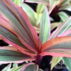 Cordyline Fruticosa Early Morning Diamond -Plant Collection Sales Shop emd top view