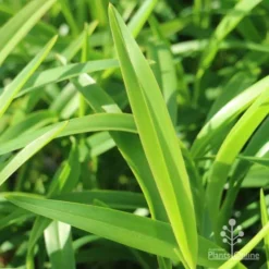 Dianella Emerald Fountain 12 Dianella Emerald Fountain -Plant Collection Sales Shop emerald fountain leaf