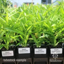 Dianella Emerald Fountain 13 Dianella Emerald Fountain -Plant Collection Sales Shop emerald fountain tubestock standard