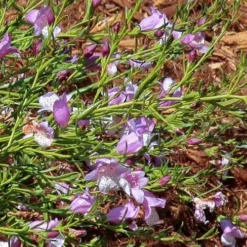 Eremophila Summertime Blue - Emu Bush 11 Eremophila Summertime Blue - Emu Bush -Plant Collection Sales Shop eremophila summertime blue flickr cultivar413 crop