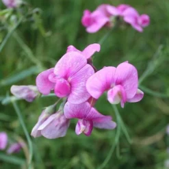 Sweet Pea Everlasting Mix - Seed -Plant Collection Sales Shop everlasting pea pink closeup