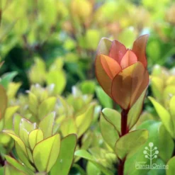 Metrosideros Little Ewan - Dwarf NZ Christmas Bush -Plant Collection Sales Shop ewan leaf colour new