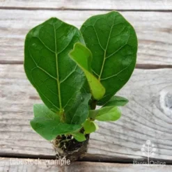 Ficus Lyrata Bambino - Fiddle Leaf Fig 14 Ficus Lyrata Bambino - Fiddle Leaf Fig -Plant Collection Sales Shop ficus bambino 2