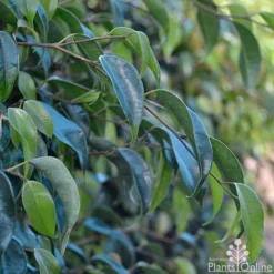 Ficus Benjamina Midnight Beauty - Weeping Fig 11 Ficus Benjamina Midnight Beauty - Weeping Fig -Plant Collection Sales Shop ficus midnight beauty foliage