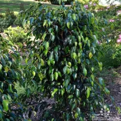 Ficus Benjamina Midnight Beauty - Weeping Fig 15 Ficus Benjamina Midnight Beauty - Weeping Fig -Plant Collection Sales Shop ficus midnight beauty tall