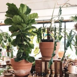 Ficus Lyrata - Fiddle Leaf Fig -Plant Collection Sales Shop ficus lyrata in terracotta