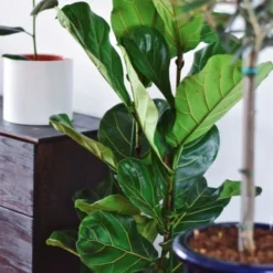 Ficus Lyrata - Fiddle Leaf Fig -Plant Collection Sales Shop ficus lyrata leaf 500 1