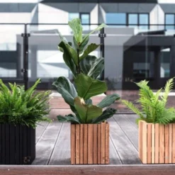 Ficus Lyrata - Fiddle Leaf Fig -Plant Collection Sales Shop ficus lyrata wooden planter 500 1