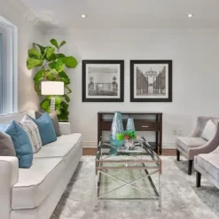 Ficus Lyrata - Fiddle Leaf Fig -Plant Collection Sales Shop fiddle leaf fancy room