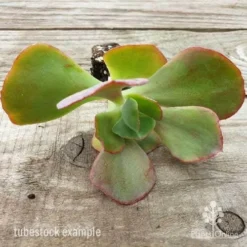 Echeveria Fire And Ice - Succulent -Plant Collection Sales Shop fire and ice leaves 500 1