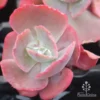 Echeveria Fire And Ice - Succulent