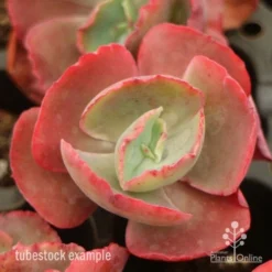 Echeveria Fire And Ice - Succulent -Plant Collection Sales Shop fire ice top view