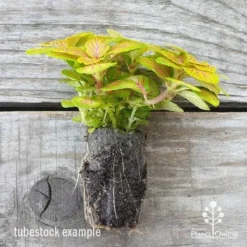 Fittonia Skeleton - Snakeskin Plant -Plant Collection Sales Shop fittonia skeleton plug 500 1