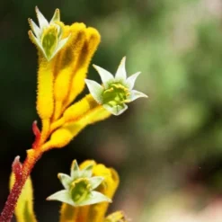 Anigozanthos Yellow Gem - Kangaroo Paw -Plant Collection Sales Shop flannel flowers yellow 2 1