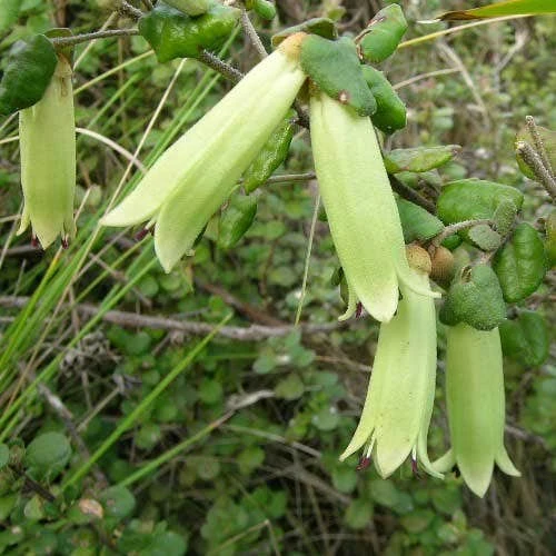 Correa Nummulariifolia - Roundleaf Correa 1 Correa Nummulariifolia - Roundleaf Correa