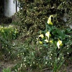 Correa Nummulariifolia - Roundleaf Correa 11 Correa Nummulariifolia - Roundleaf Correa -Plant Collection Sales Shop flickr peganum correa reflexa numm 1