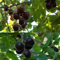 Burdekin Plum - Pleiogynium -Plant Collection Sales Shop flickr tatters burdekin plum ripe