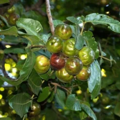 Burdekin Plum - Pleiogynium -Plant Collection Sales Shop flickr tatters burdekin plum unripe
