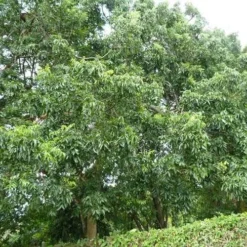 Burdekin Plum - Pleiogynium -Plant Collection Sales Shop flickr wendy cutler burdekin plum