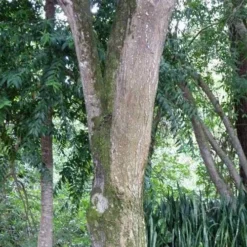 Burdekin Plum - Pleiogynium -Plant Collection Sales Shop flickr wendy cutler burdekin plum bark