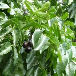 Burdekin Plum - Pleiogynium -Plant Collection Sales Shop flickr wendy cutler burdekin plum fruits