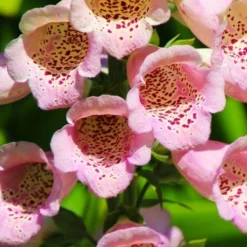 Foxglove Sutton's Apricot - Seed -Plant Collection Sales Shop foxgloves freckles