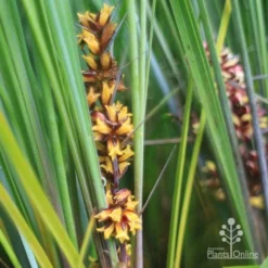 Lomandra Frosty Top -Plant Collection Sales Shop frosty top lomandra flowers