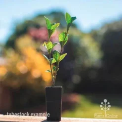 Featured Products -Plant Collection Sales Shop gardenia truelove