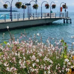 Gaura White -Plant Collection Sales Shop gaura sea