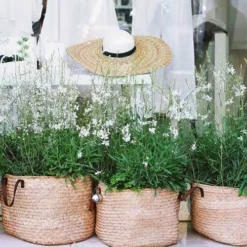 Gaura White -Plant Collection Sales Shop gaura white baskets