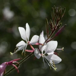 Gaura White -Plant Collection Sales Shop gaura white close