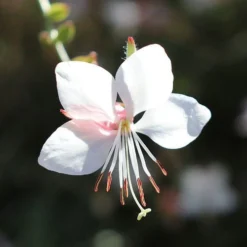 Gaura White -Plant Collection Sales Shop gaura white flower