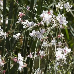 Gaura White -Plant Collection Sales Shop gaura white plants