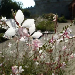 Gaura White -Plant Collection Sales Shop gaura white sunlit