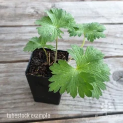 Geranium Rozanne -Plant Collection Sales Shop geranium rozanne tubestock