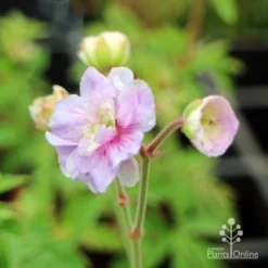 Geranium Summer Skies -Plant Collection Sales Shop geranium summer skies closeup