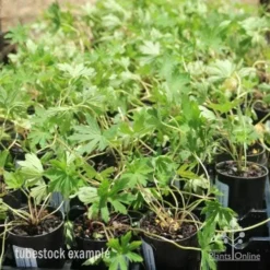 Geranium Summer Skies -Plant Collection Sales Shop geranium summer skies tubes 3