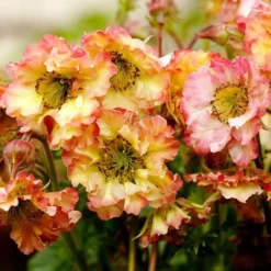 Geum Pretticoats Peach -Plant Collection Sales Shop geum pretticoats peach 1