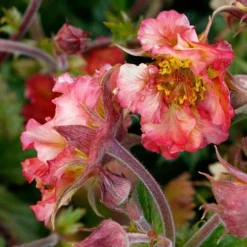 Geum Pretticoats Peach -Plant Collection Sales Shop geum pretticoats peach 3
