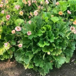 Geum Pretticoats Peach -Plant Collection Sales Shop geum pretticoats peach leaves