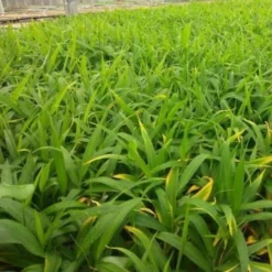 Zingiber - Edible Ginger -Plant Collection Sales Shop ginger plugs 500