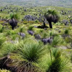 Xanthorrhoea - Grass Tree -Plant Collection Sales Shop grass tree landscape 2