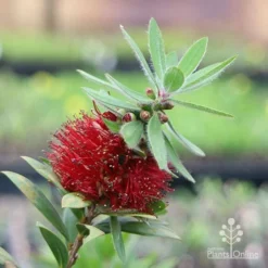 Callistemon Green John -Plant Collection Sales Shop green john flowering