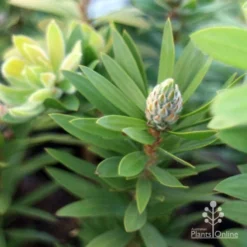 Callistemon Green John -Plant Collection Sales Shop green john new shoot