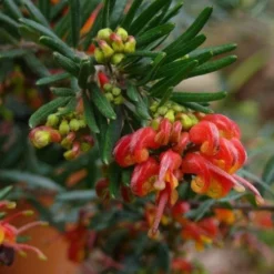 Grevillea Charlie's Angel