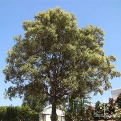 Grevillea Baileyana - Brown Silky Oak -Plant Collection Sales Shop grevillea baileyana in nursery