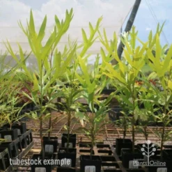 Grevillea Baileyana - Brown Silky Oak -Plant Collection Sales Shop grevillea brown silky oak tubes 1