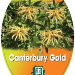 Grevillea Canterbury Gold -Plant Collection Sales Shop grevillea canterbury gold 208x300 1